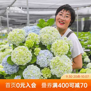 手鞠花 新人首單立減十元 22年10月 淘寶海外 手鞠花 新人首單立減十元 22年10月 淘寶海外