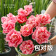 Heidi's garden tulip bulb 5-degree ball flame flag balcony potted courtyard can be planted with bulbs and sea mother