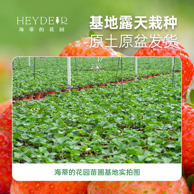 Heidi's garden strawberry seedlings seedlings seedlings seedlings seeds in autumn and winter multi -season results
