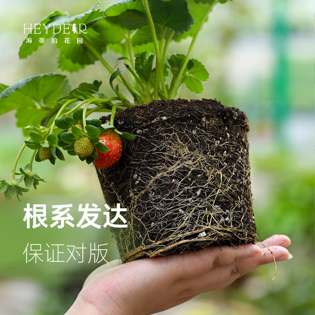 Heidi's garden strawberry seedlings seedlings seedlings seedlings seeds in autumn and winter multi -season results
