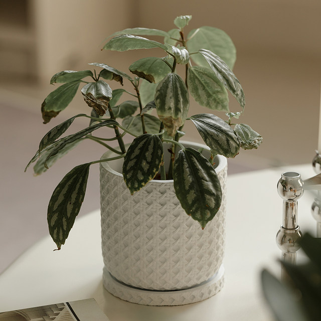 Retro imitation woven lattice cement small flowerpot with tray living room home indoor succulent flower pot balcony ornaments