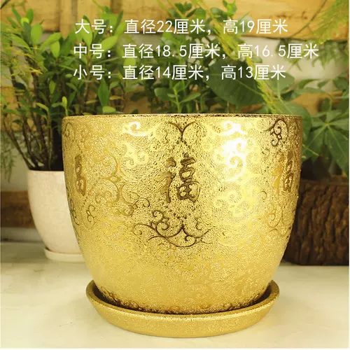 蝴蝶兰花金色花盆 新人首单立减十元 22年2月 淘宝海外 蝴蝶兰花金色花盆 新人首单立减十元 22年2月 淘宝海外