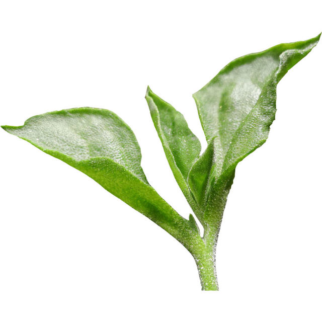 African ice grass crystal ice vegetable seed seed seed seed seedlings southern seed seed seed seed seed seed seed seed seed seedlings
