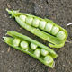 Sweet and crispy green pea seeds pea seeds sweet seeds pea seeds tips vegetables vegetables pea bowl bean seeds