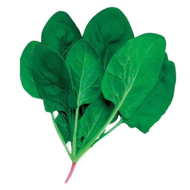 Small leaf spinach planting small greens spinach autumn and winter cold-resistant vegetable seeds solitary rapeseed autumn and winter seeds
