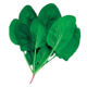 Small leaf spinach planting small greens spinach autumn and winter cold-resistant vegetable seeds solitary rapeseed autumn and winter seeds