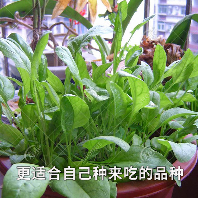 Small leaf spinach planting small greens spinach autumn and winter cold-resistant vegetable seeds solitary rapeseed autumn and winter seeds