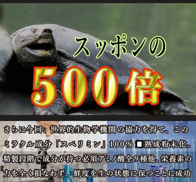 Japan's original imported snake -green ingot adult growth rate of upper amplitude Boqi activity congestion, uprising the sponge body