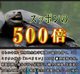 Japan's original imported snake -green ingot adult growth rate of upper amplitude Boqi activity congestion, uprising the sponge body