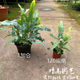 Cold-resistant and heat-resistant blue star fern net red green plant potted perennial shade-tolerant indoor home style plant Nordic style