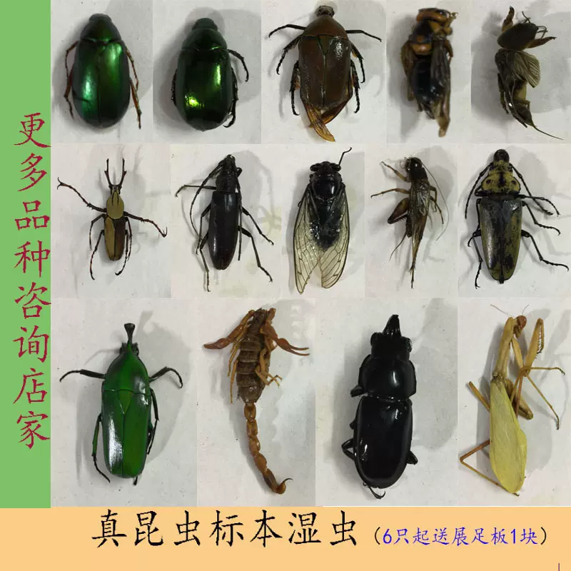 昆虫标本湿虫简易包装锹甲虫学生教具拍摄道具手工diy材料工具