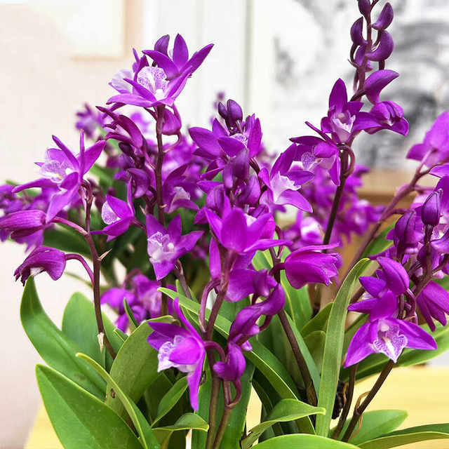 Colorful perfume Dendrobium orchid seedlings potted plants with flower buds for sale and hydroponic green plants for delivery. It is easy to cultivate indoor and outdoor