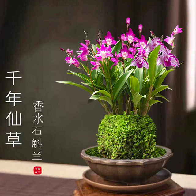 Colorful perfume Dendrobium orchid seedlings potted plants with flower buds for sale and hydroponic green plants for delivery. It is easy to cultivate indoor and outdoor