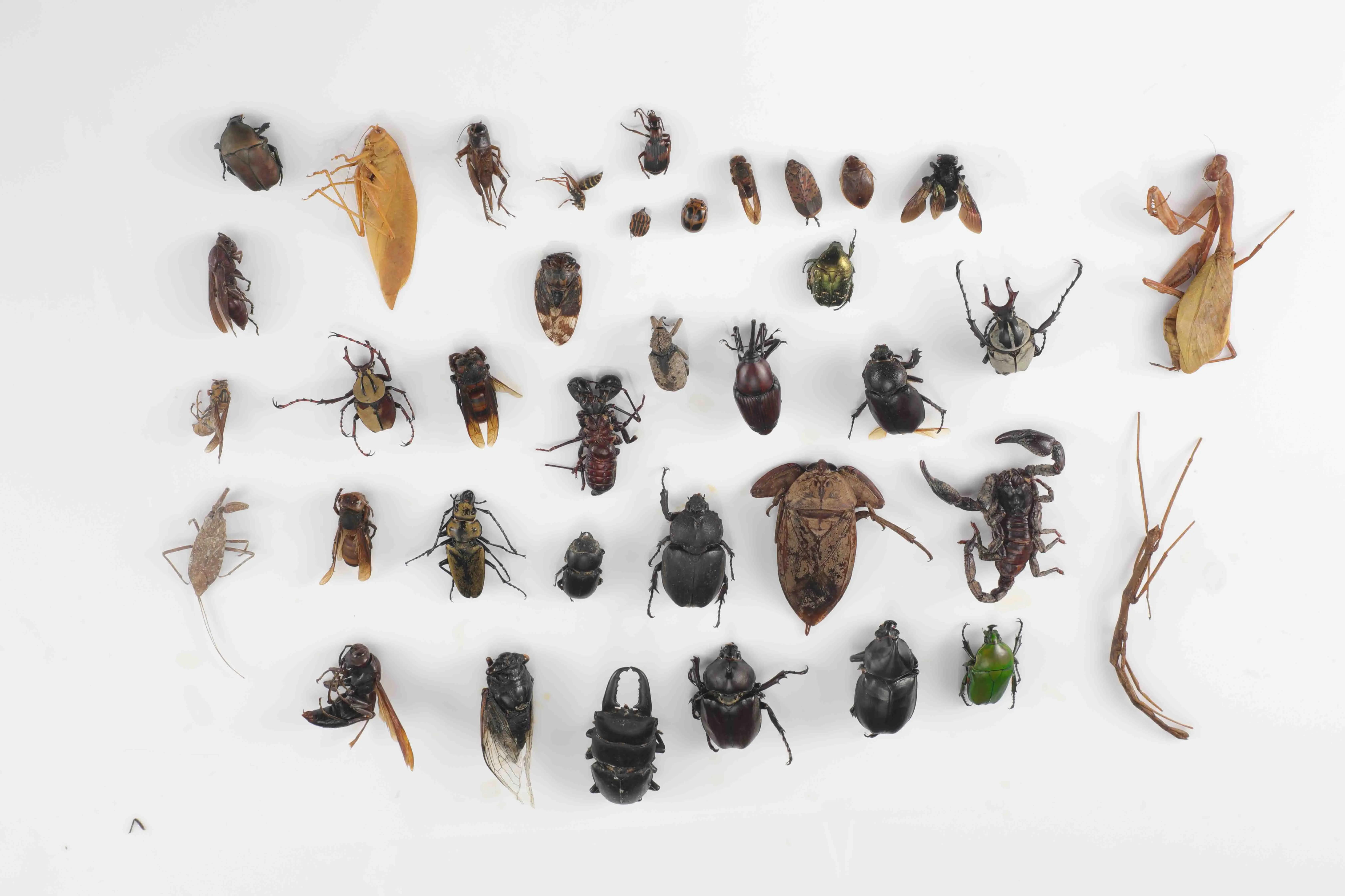 昆蟲標本真蟲甲蟲標本昆蟲螳螂標本知了蟬天牛標本獨