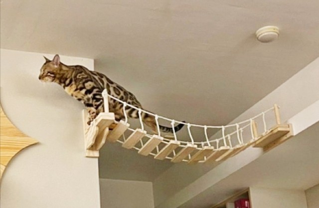 Cat climbing rack cat solid wood cat bridge wall -mounted can be jumped ...