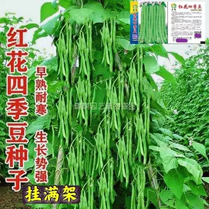 茑萝架 新人首单立减十元 22年8月 淘宝海外