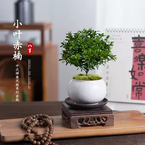 indoor small tea Latest Top Selling Recommendations | Taobao 
