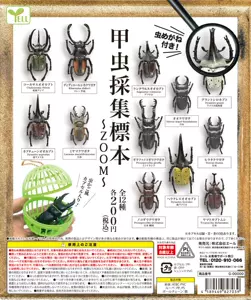 甲虫标本制作 新人首单立减十元 22年3月 淘宝海外