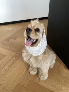 犬耳套 新人首单立减十元 22年8月 淘宝海外