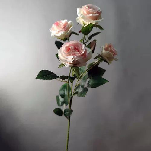 浅粉蔷薇 新人首单立减十元 22年2月 淘宝海外