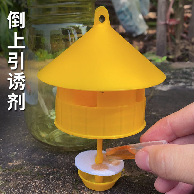 Fruit fly trap orchard vegetable sweet potato fruit fly needle wasp fruit fly attractant contains catcher lure