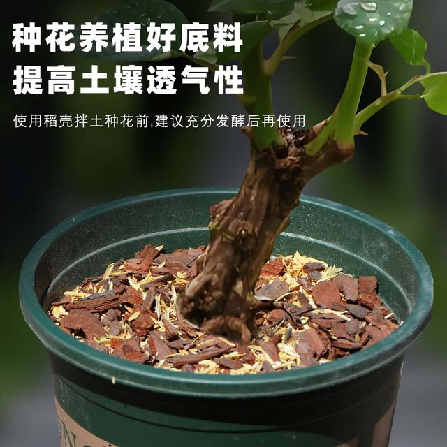 Fresh Northeast rice husk wholesale coarse bran rice bran chicken pet feed chicken feed bedding pillow shockproof filling wine making