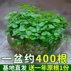 水生植物室内小 新人首单立减十元 22年9月 淘宝海外