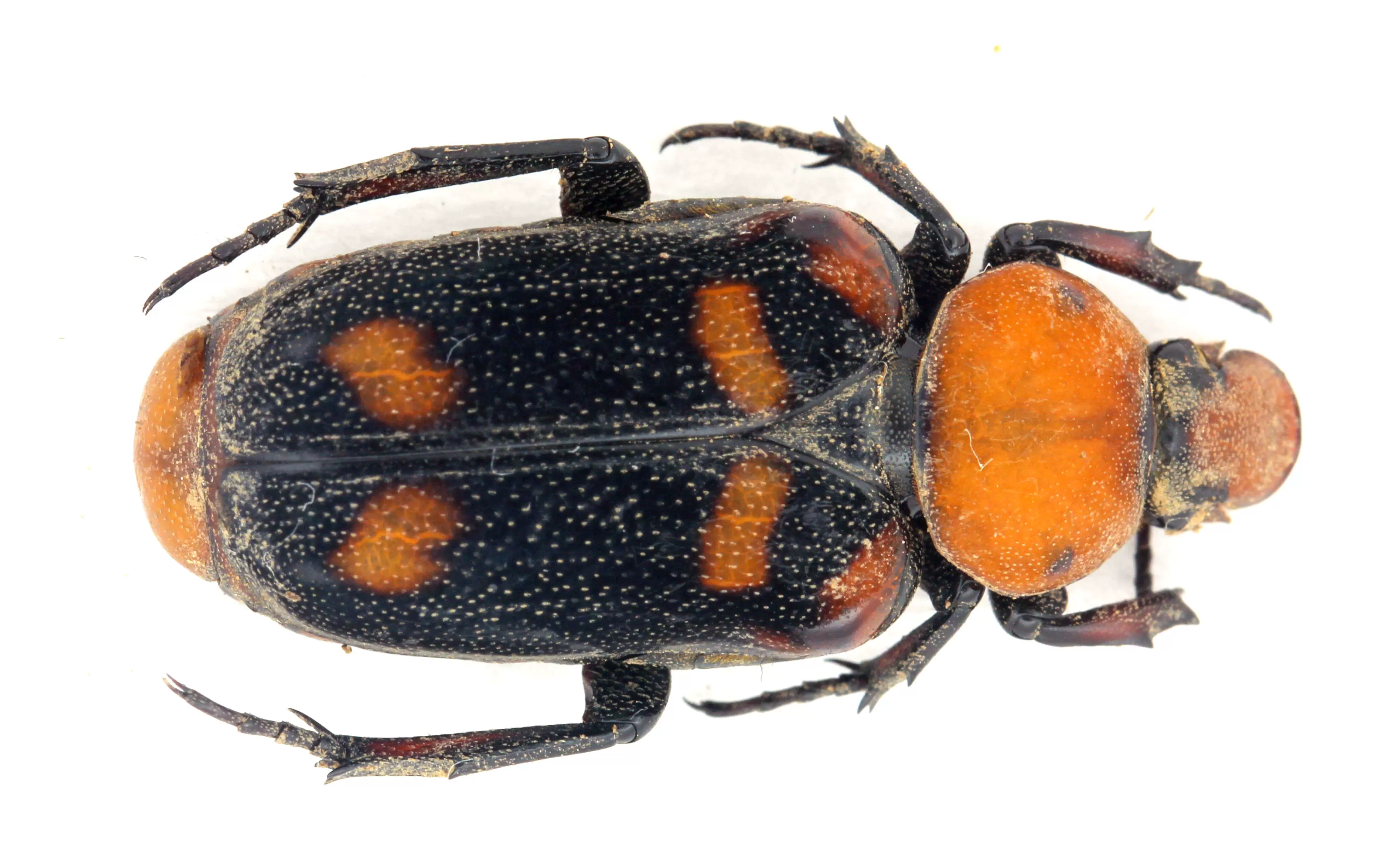 E库 付花金龟 农林害虫 昆虫标本 科研摄影 贵州 23mm A1