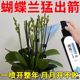 Phalaenopsis Arrow King Plant Nutritional Solution Flowering Sword Blossom Prevention of Yellow Leaf Orchid Special Fertilizer General Organic Fertilizer