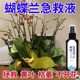 Phalaenopsis Arrow King Plant Nutritional Solution Flowering Sword Blossom Prevention of Yellow Leaf Orchid Special Fertilizer General Organic Fertilizer