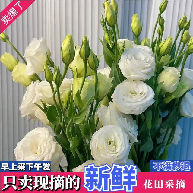 Platycodon flower arrangement, Yunnan flowers, Dounan flowers, bouquet base, water to raise household foreign stalks, platycodon flowers
