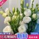 Platycodon flower arrangement, Yunnan flowers, Dounan flowers, bouquet base, water to raise household foreign stalks, platycodon flowers
