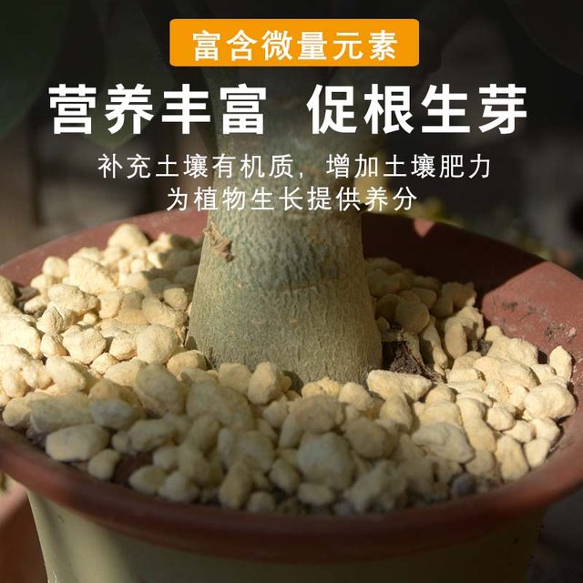 Special stone for planting gold stone orchid, Japan imported original granular stone Satsuma earth orchid paving mixed soil nutritious soil