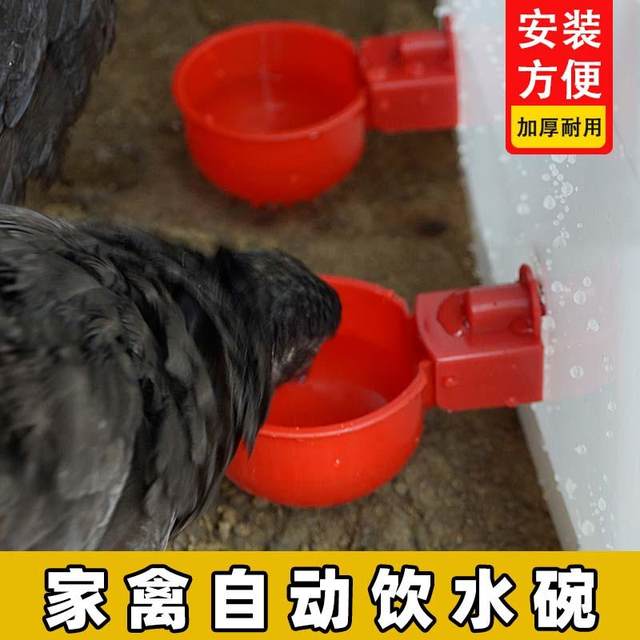 Raising chicken with automatic drinking water heater, chicken, duck and goose drink water bowl, drink water bowl quail puppet bird feed artifact chick chicken