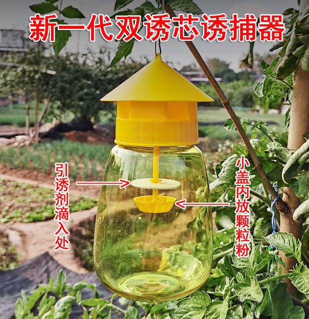 Fruit fly trap Fruit fly sexual attractant Trap agent Third generation potion Fruit fly water fruit fly tit forward citrus trap