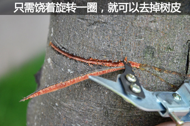 Ring cutter honey pomelo ring cutting fruit tree apple pear tree skinning knife ring peeling knife big tree ring cutting ring peeler branch shear