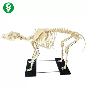 狗骨骼标本 新人首单立减十元 22年8月 淘宝海外