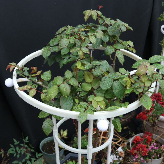 Gardening single circle umbrella rose climbing pergola rose clematis climbing mushroom rose flower stand green plant bracket outdoor