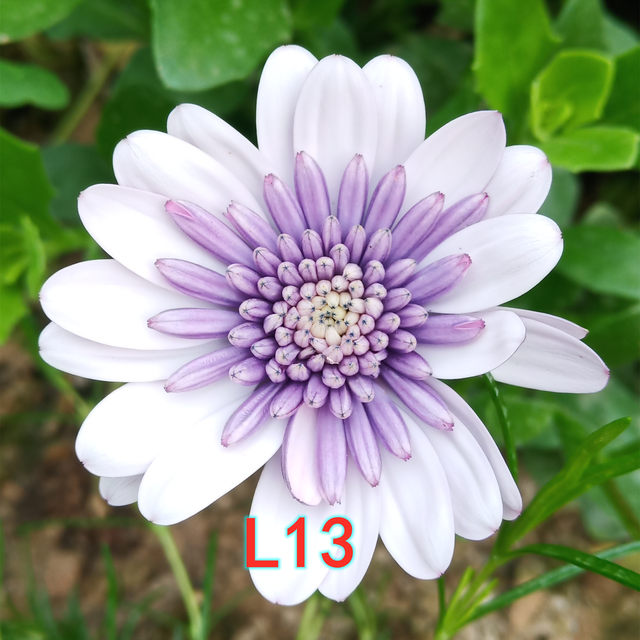 Asexual perennial blue-eyed chrysanthemum seedlings Porsche variety