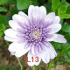 Asexual perennial blue-eyed chrysanthemum seedlings Porsche variety