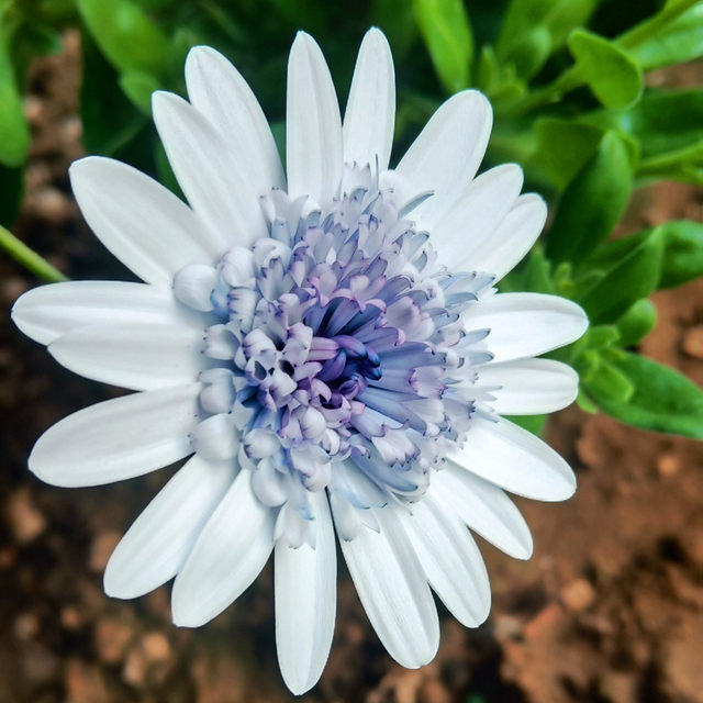 Asexual perennial blue-eyed chrysanthemum seedlings Porsche variety