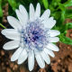 Asexual perennial blue-eyed chrysanthemum seedlings Porsche variety