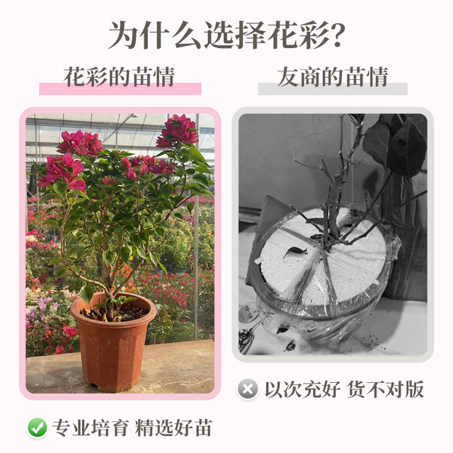 Hongyue Green Cherry Double Petals Blossoms Blossoms Flowers and Pot Plants Big Snails Climbing Vines Flowers and Plants Balcony Flowers and Trees Old Pile