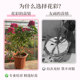 Hongyue Green Cherry Double Petals Blossoms Blossoms Flowers and Pot Plants Big Snails Climbing Vines Flowers and Plants Balcony Flowers and Trees Old Pile