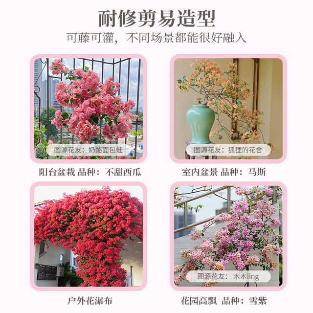 Hongyue Green Cherry Double Petals Blossoms Blossoms Flowers and Pot Plants Big Snails Climbing Vines Flowers and Plants Balcony Flowers and Trees Old Pile