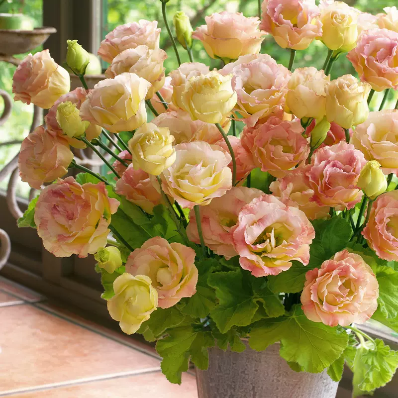 虹越春播草花种子洋桔梗矮牵牛蜀葵四季播种易活室外