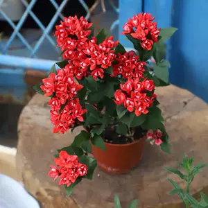 花丁子 新人首单立减十元 22年5月 淘宝海外