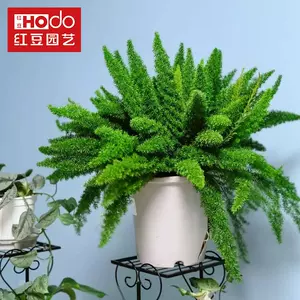 狐尾植物 Top 0件狐尾植物 22年11月更新 Taobao