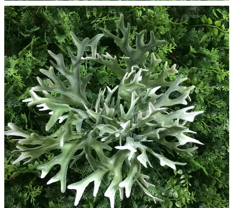 鹿角草植物 新人首单立减十元 21年11月 淘宝海外