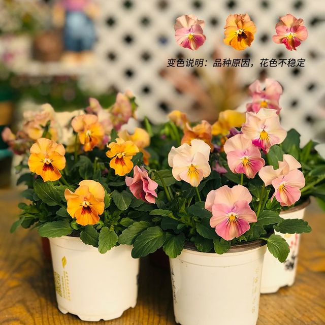 The horny pansy flower seedlings wrinkled edges The horny pansy pansy cold-resistant garden garden garden plantings balcony potted plants are cold-resistant and easy to maintain